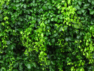 Fototapeta na wymiar wet green ivy leaf in garden