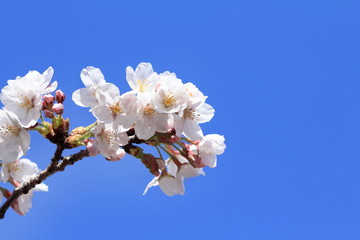 cherry blossoms bloom and blue sky