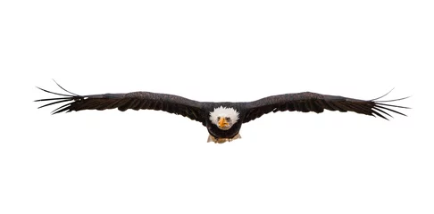 Deurstickers Flying bald eagle © PRUSSIA ART