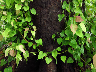 green bodhi leaf tree with water drop in garden