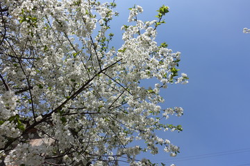Crown of blossoming cherry against blue sky