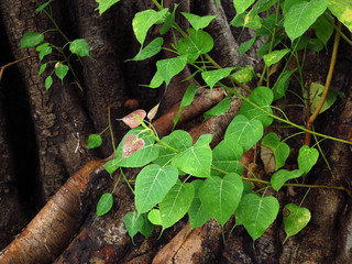 green bodhi leaf tree with water drop in garden