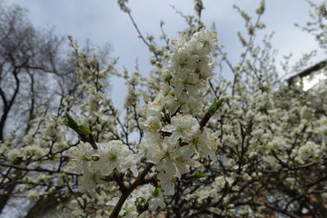 Erect branch of blossoming cherry against cloudy sky
