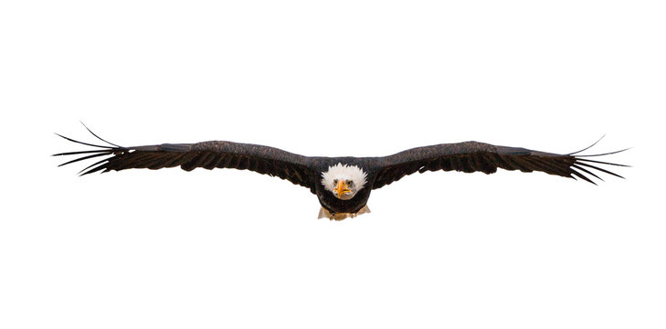 Flying bald eagle