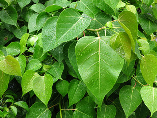 green bodhi leaf tree with water drop in garden