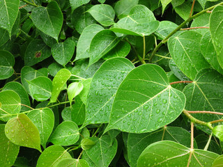 green bodhi leaf tree with water drop in garden