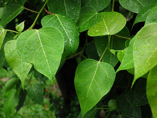 green bodhi leaf tree with water drop in garden