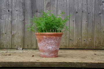 Dwarf Dill Nano
