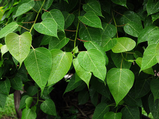 Fototapeta na wymiar green bodhi leaf tree with water drop in garden