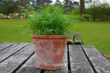 Dwarf Dill Nano