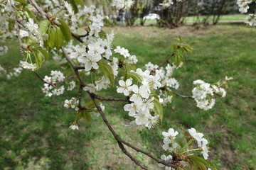 Numerous white flowers on branches of cherry tree in spring