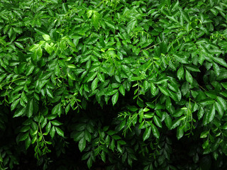 green leaf of bush with water drop in garden