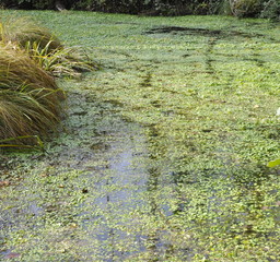 promenade dans le marais