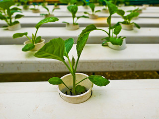 Hydroponic is growing organic vegetables. It is safe and appetizing.