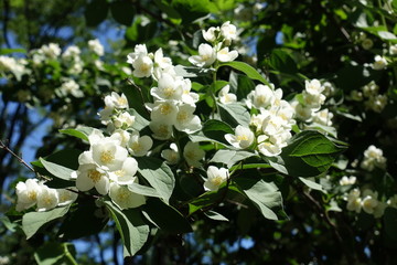 Blossoming branch of Philadelphus coronarius against blue sky