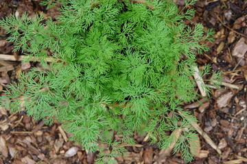Dwarf Dill Nano