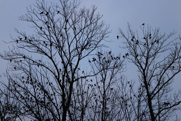 Set of dry trees full of little birds. 