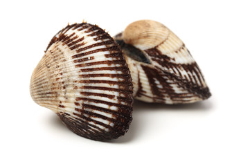 scapharca subcrenata on white background