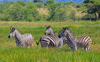 Four zebras in the green grass