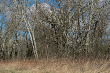 riparian forest near Vistula river