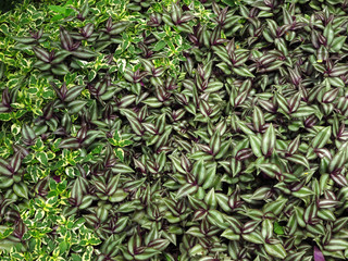 Tradescantia zebrinahort. Ex Bosse, trees, herbs have medicinal properties