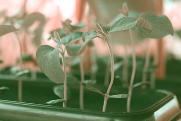 soybean seedlings technicolor