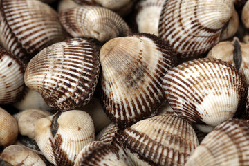 scapharca subcrenata on white background