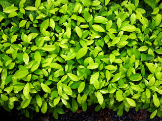 green leaf bush wall with water drop in garden