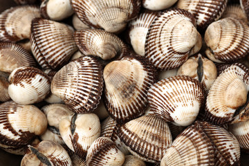 scapharca subcrenata on white background