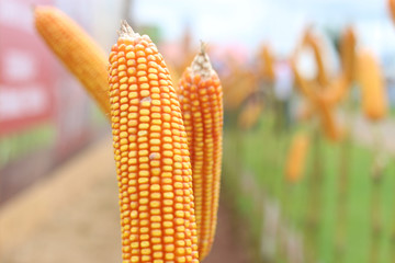 Corn on the cob for sample with space for text