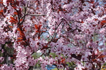 Pale pink flowers of Prunus pissardii in spring