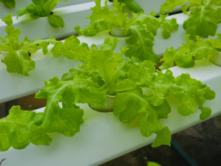 Hydroponic vegetables and many plant in green house.