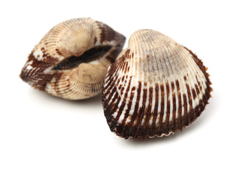 scapharca subcrenata on white background