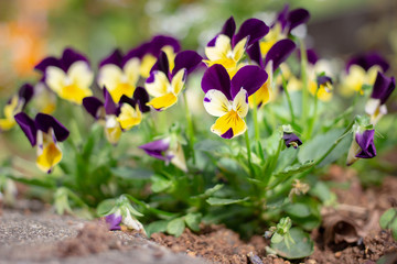 purple and yellow pansy