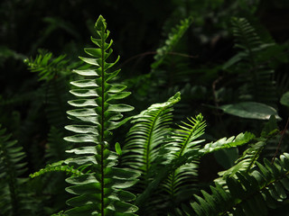 green Sword fern ( Nephrolepis cordifolia (L.) Prresl.) in forest