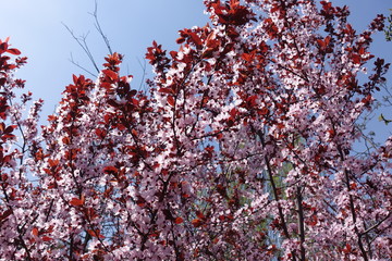 Young red leaves and pink flowers of Prunus pissardii against blue sky