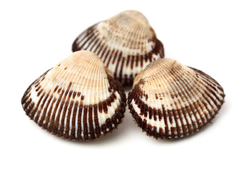 scapharca subcrenata on white background