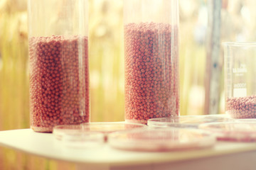 genetically modified red soybeans in a tube