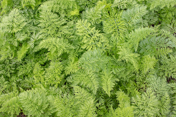 leaf of carrot