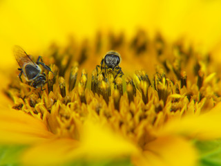 closeup bee on sunflower pollen
