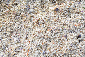 The broken seashells on the sea shore after the storm.