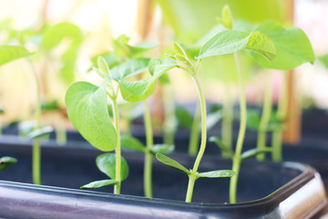 soybean seedlings in a pot for testing agroinsumers - adventure effect