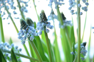 Blue flowers muscari mouse hyacinth