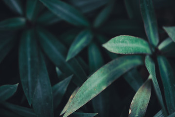 Blur closed up green leaf background.