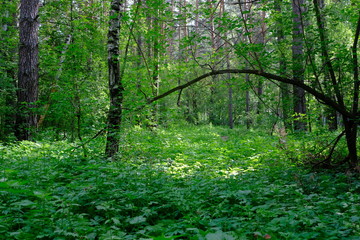 Fototapeta na wymiar Siberian deciduous forest in summer