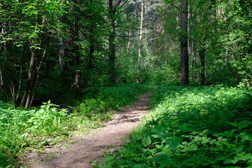 Siberian deciduous forest in summer