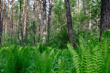Siberian deciduous forest in summer