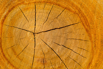 texture of cut tree trunk