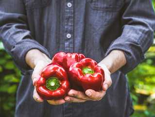 Farmer with red peppers