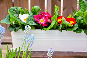 Daffodils and primula in  garden pots outdoor terrace